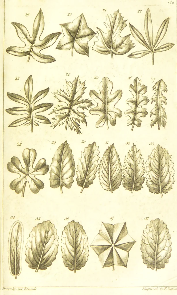 An illustration from A botanical dictionary: or elements of systematic and philosophical botany / [Colin Milne]., 1805, leaf 691