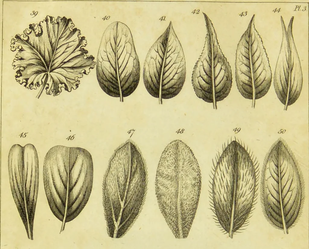 An illustration from A botanical dictionary: or elements of systematic and philosophical botany / [Colin Milne]., 1805, leaf 694