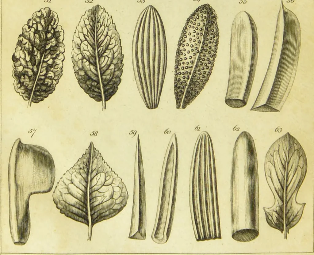 An illustration from A botanical dictionary: or elements of systematic and philosophical botany / [Colin Milne]., 1805, leaf 694
