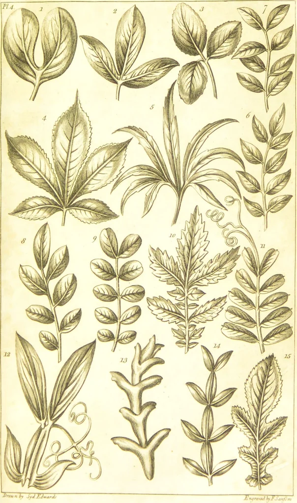 An illustration from A botanical dictionary: or elements of systematic and philosophical botany / [Colin Milne]., 1805, leaf 697