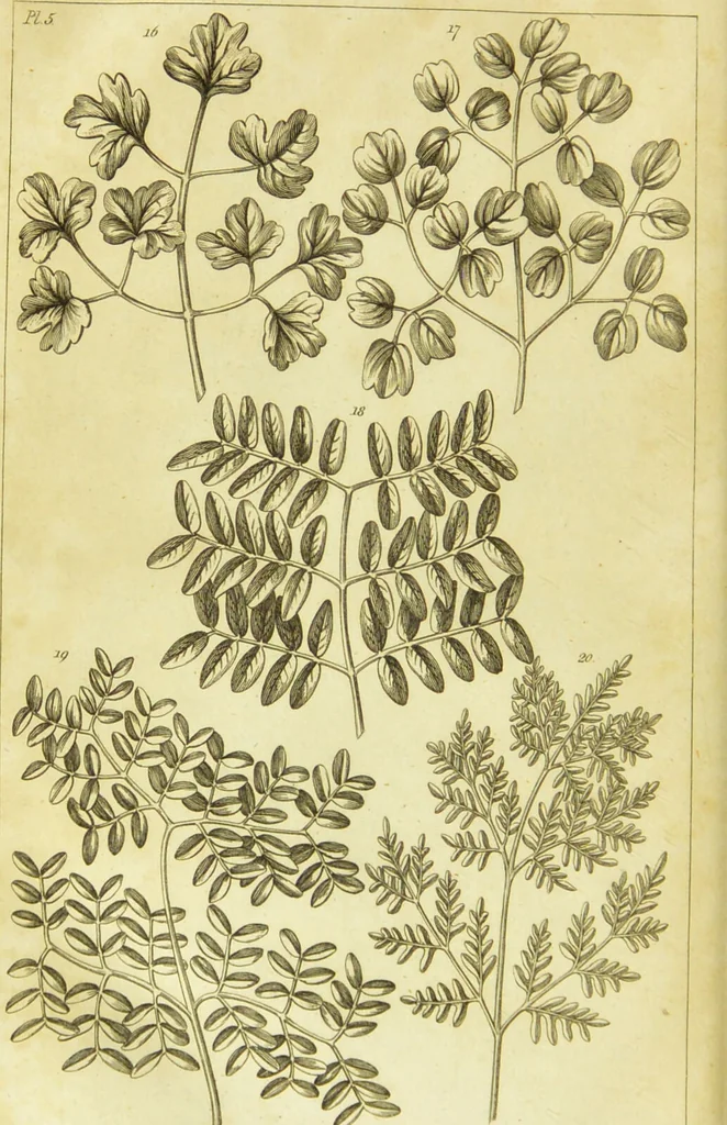 An illustration from A botanical dictionary: or elements of systematic and philosophical botany / [Colin Milne]., 1805, leaf 700