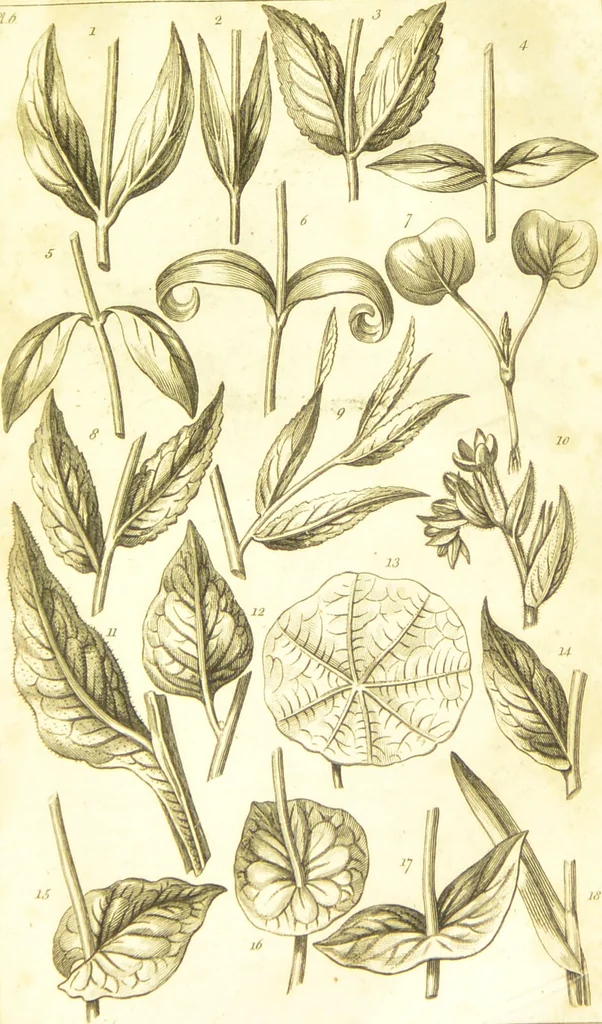 An illustration from A botanical dictionary: or elements of systematic and philosophical botany / [Colin Milne]., 1805, leaf 703