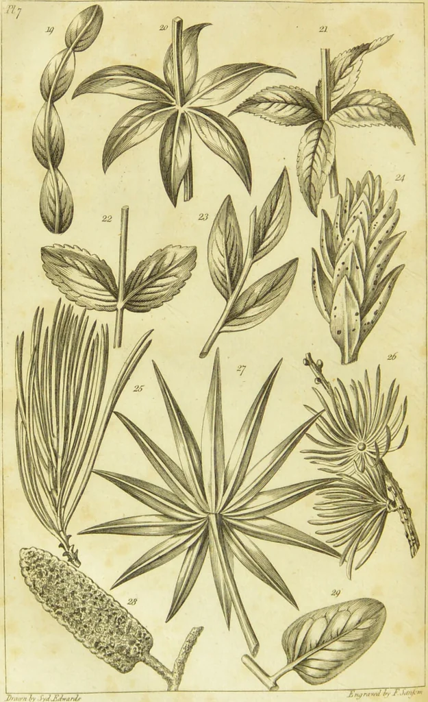 An illustration from A botanical dictionary: or elements of systematic and philosophical botany / [Colin Milne]., 1805, leaf 706