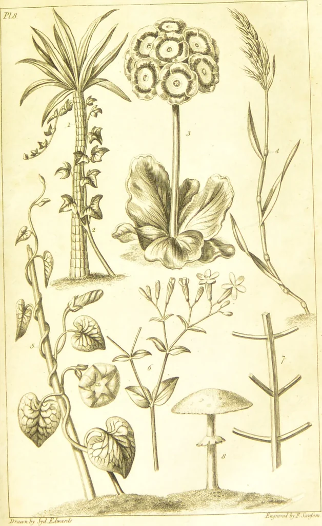 An illustration from A botanical dictionary: or elements of systematic and philosophical botany / [Colin Milne]., 1805, leaf 709