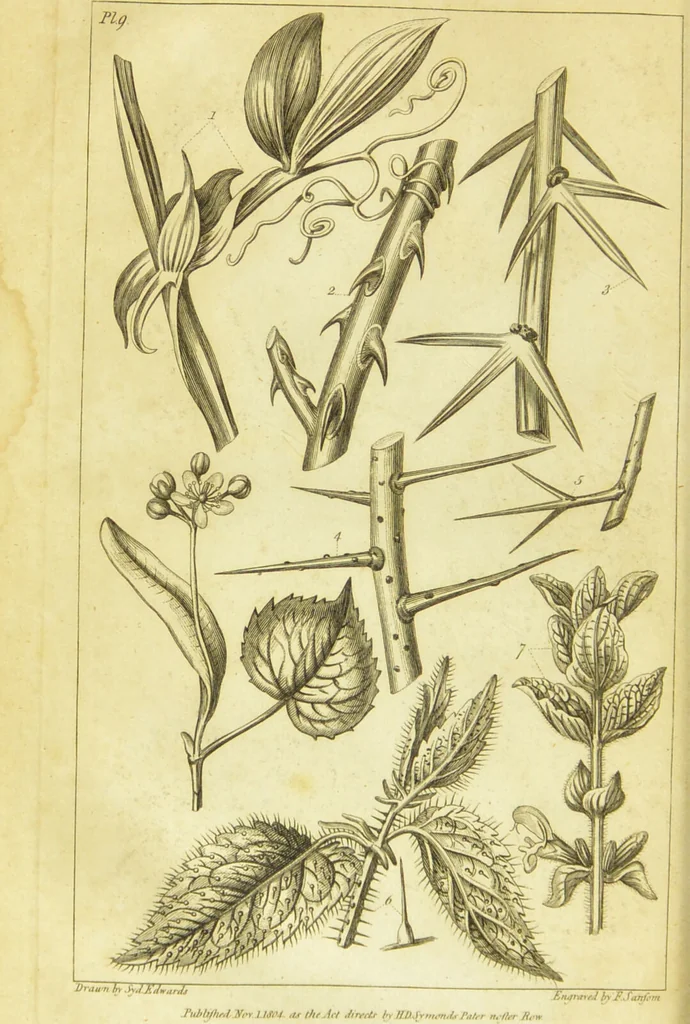 An illustration from A botanical dictionary: or elements of systematic and philosophical botany / [Colin Milne]., 1805, leaf 712