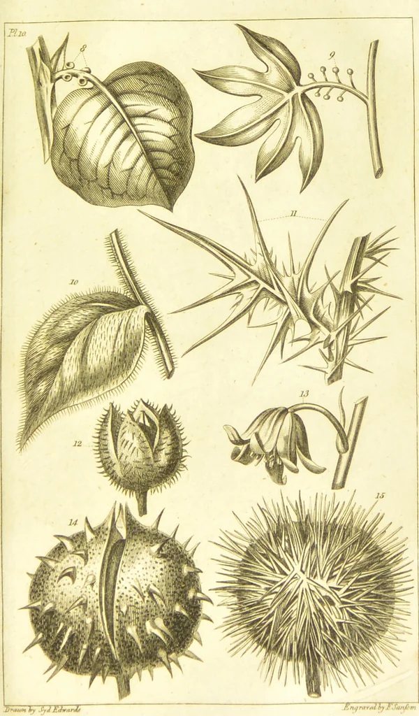 An illustration from A botanical dictionary: or elements of systematic and philosophical botany / [Colin Milne]., 1805, leaf 715