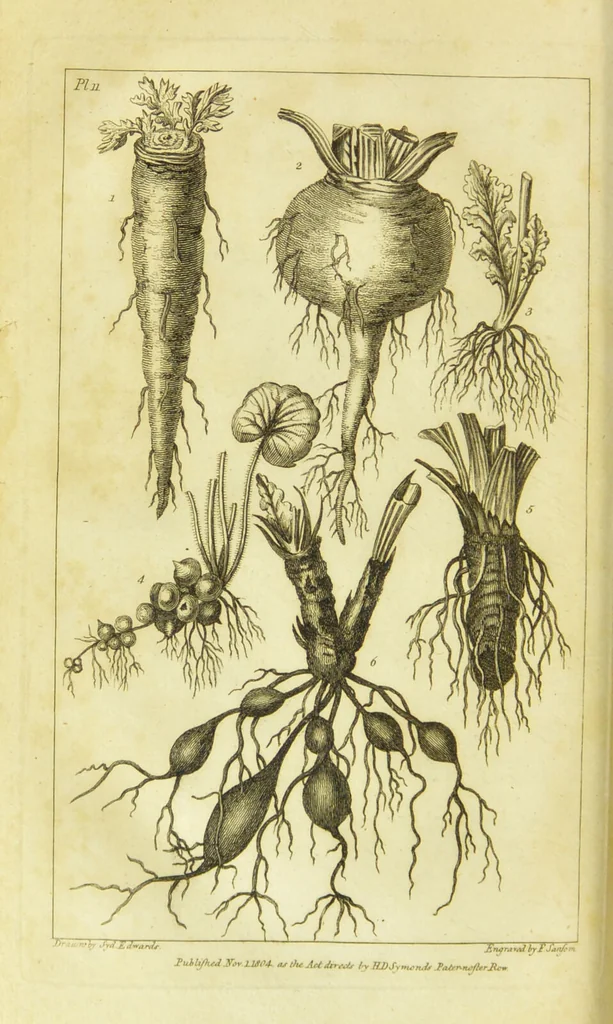 An illustration from A botanical dictionary: or elements of systematic and philosophical botany / [Colin Milne]., 1805, leaf 718