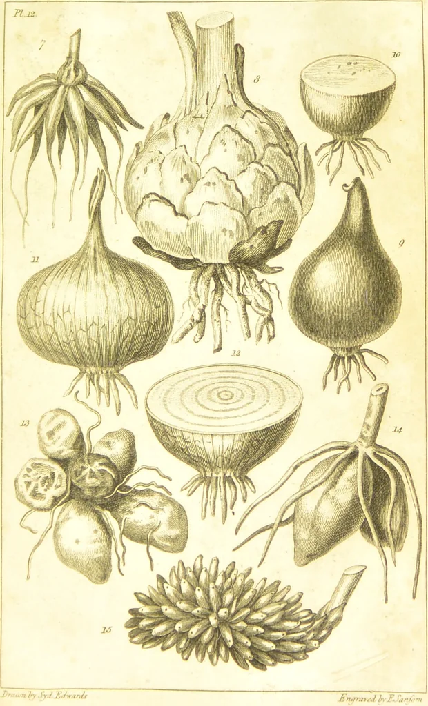 An illustration from A botanical dictionary: or elements of systematic and philosophical botany / [Colin Milne]., 1805, leaf 721