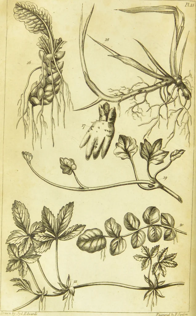 An illustration from A botanical dictionary: or elements of systematic and philosophical botany / [Colin Milne]., 1805, leaf 724