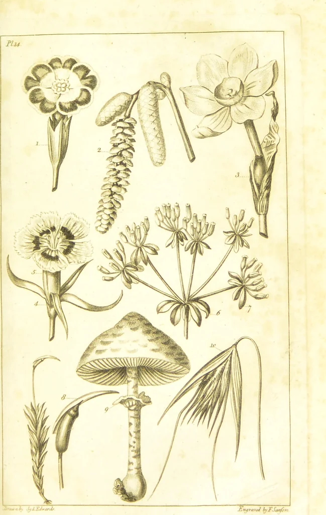 An illustration from A botanical dictionary: or elements of systematic and philosophical botany / [Colin Milne]., 1805, leaf 727