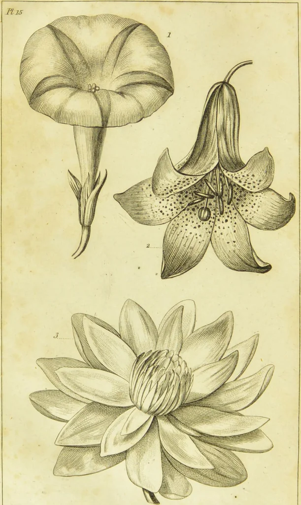 An illustration from A botanical dictionary: or elements of systematic and philosophical botany / [Colin Milne]., 1805, leaf 730