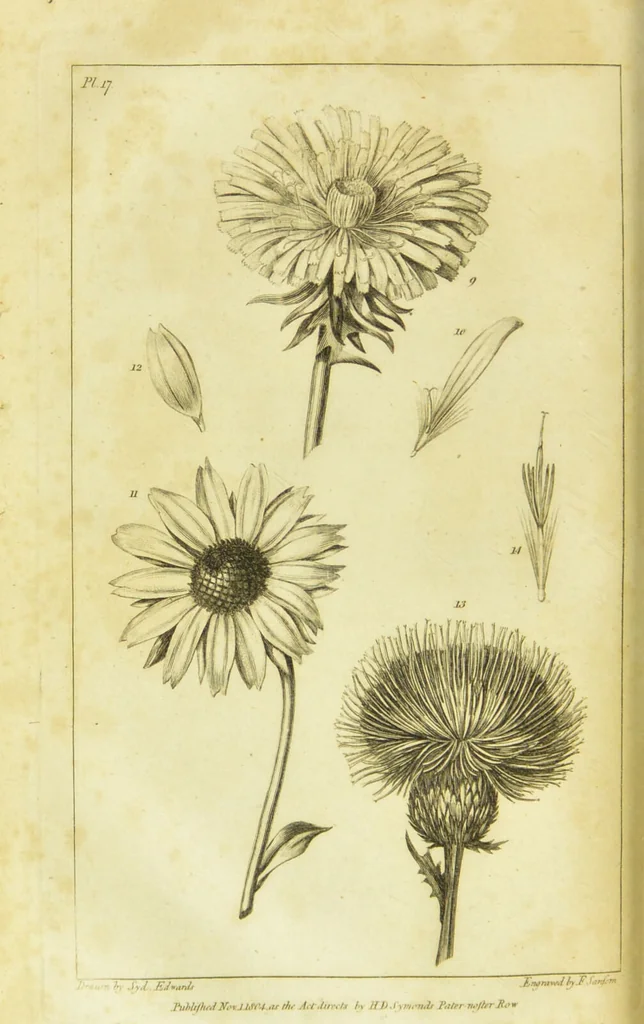 An illustration from A botanical dictionary: or elements of systematic and philosophical botany / [Colin Milne]., 1805, leaf 736