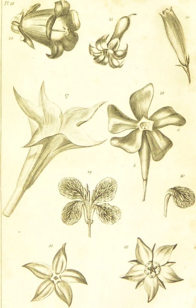 An illustration from A botanical dictionary: or elements of systematic and philosophical botany / [Colin Milne]., 1805, leaf 739