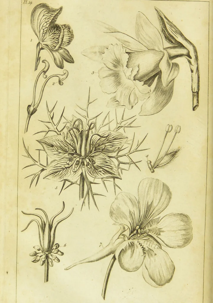 An illustration from A botanical dictionary: or elements of systematic and philosophical botany / [Colin Milne]., 1805, leaf 742