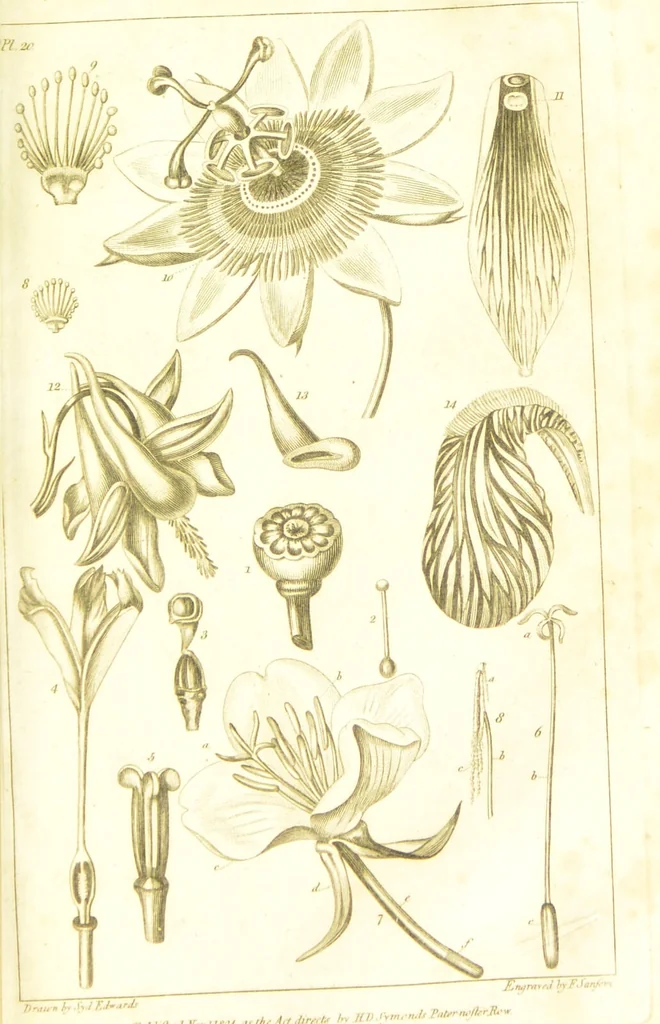An illustration from A botanical dictionary: or elements of systematic and philosophical botany / [Colin Milne]., 1805, leaf 745