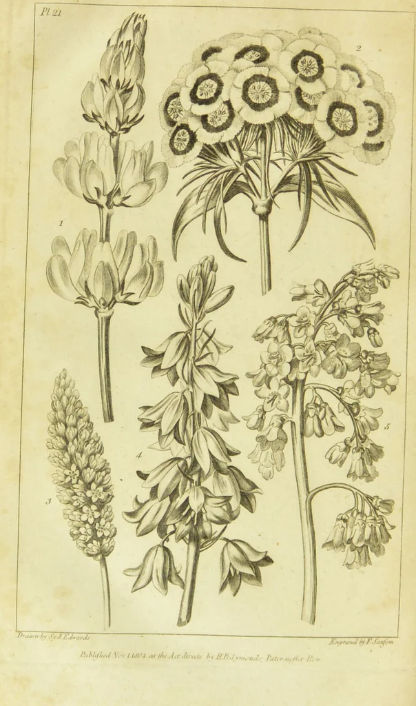 An illustration from A botanical dictionary: or elements of systematic and philosophical botany / [Colin Milne]., 1805, leaf 748