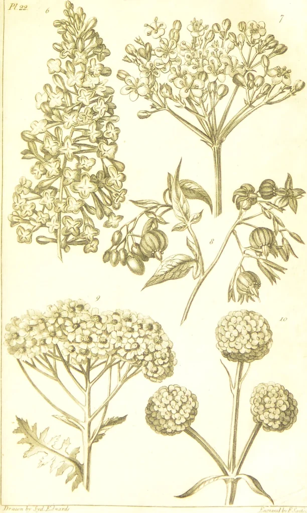 An illustration from A botanical dictionary: or elements of systematic and philosophical botany / [Colin Milne]., 1805, leaf 751