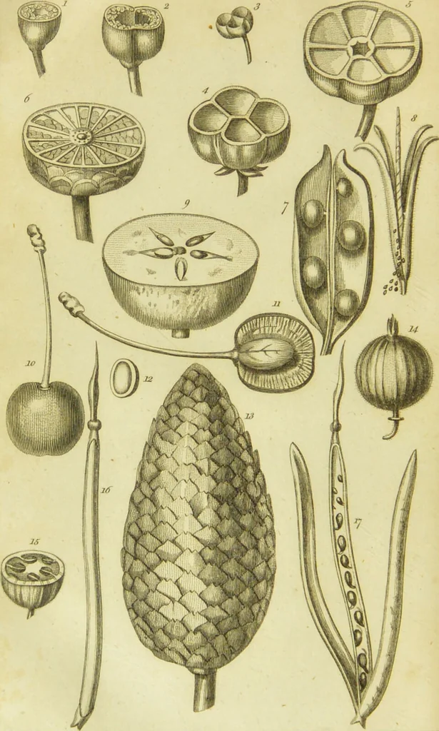 An illustration from A botanical dictionary: or elements of systematic and philosophical botany / [Colin Milne]., 1805, leaf 754