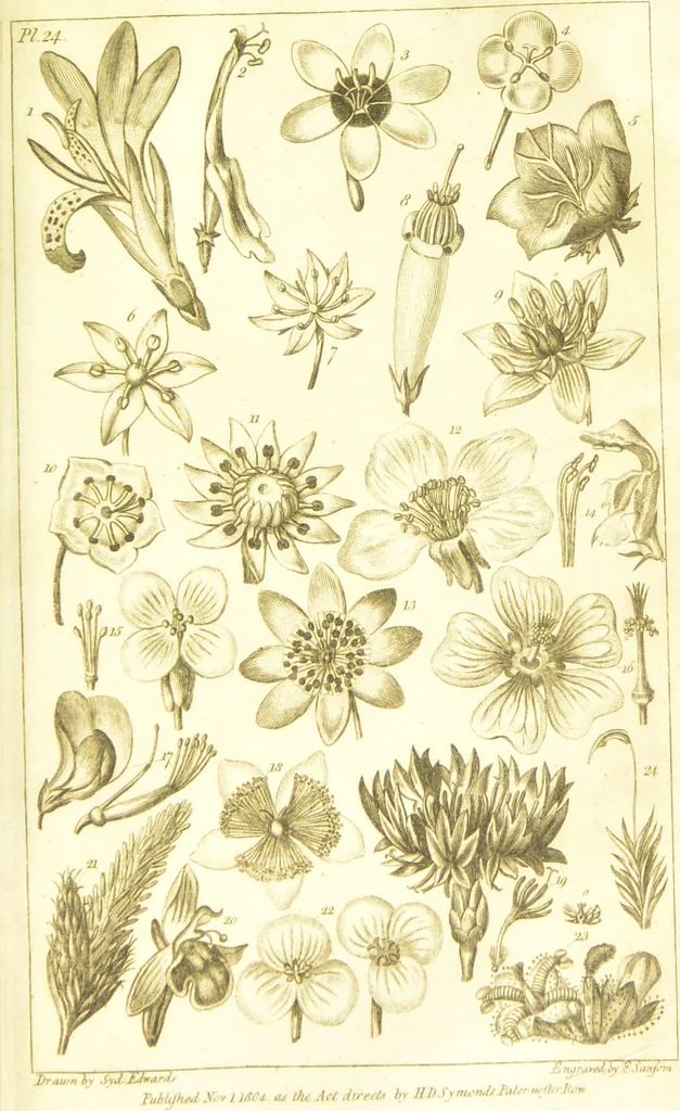 An illustration from A botanical dictionary: or elements of systematic and philosophical botany / [Colin Milne]., 1805, leaf 757
