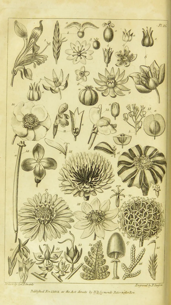 An illustration from A botanical dictionary: or elements of systematic and philosophical botany / [Colin Milne]., 1805, leaf 760