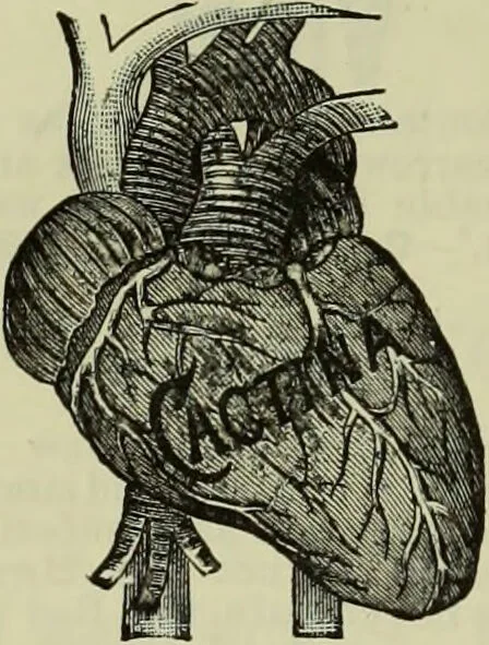An illustration from Jenner centenary number., 1896, leaf 128