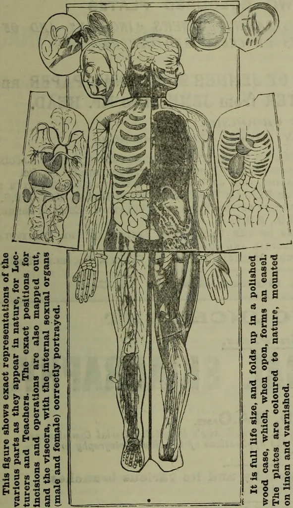 An illustration from Jenner centenary number., 1896, leaf 3