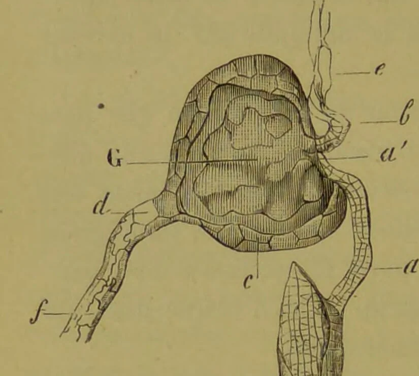 An illustration from Étude du processus histologique des néphrites / par Ch. Hortolès ; avec quatre gravures dans le texte et cinq planches chromolithographiées par M. Gouget., 1881, leaf 40