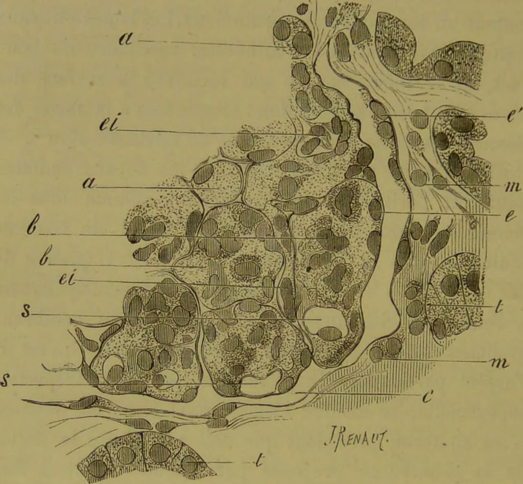 An illustration from Étude du processus histologique des néphrites / par Ch. Hortolès ; avec quatre gravures dans le texte et cinq planches chromolithographiées par M. Gouget., 1881, leaf 72