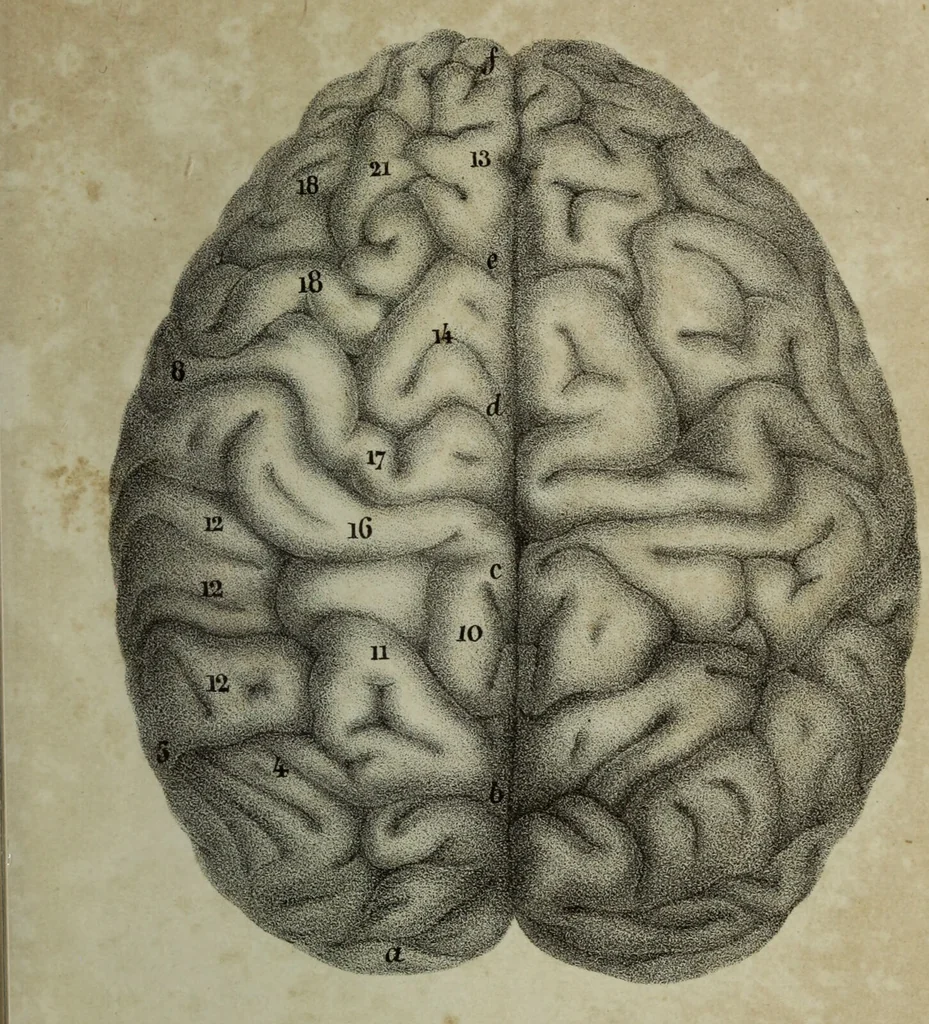 An illustration from Appendix to The anatomy of the brain : containing a paper read before the Royal Society on the 14th of May, 1829, and some remarks on Mr. Charles Bell's animadversions on phrenology / by G. Spurzheim., 1830, leaf 33