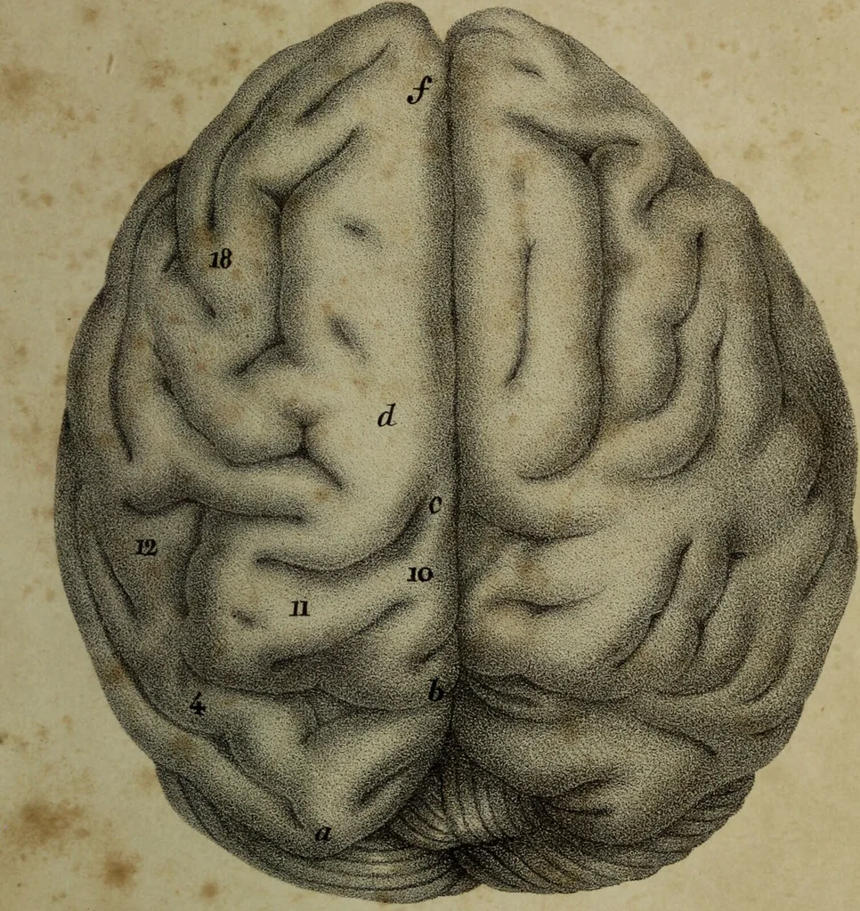 An illustration from Appendix to The anatomy of the brain : containing a paper read before the Royal Society on the 14th of May, 1829, and some remarks on Mr. Charles Bell's animadversions on phrenology / by G. Spurzheim., 1830, leaf 35