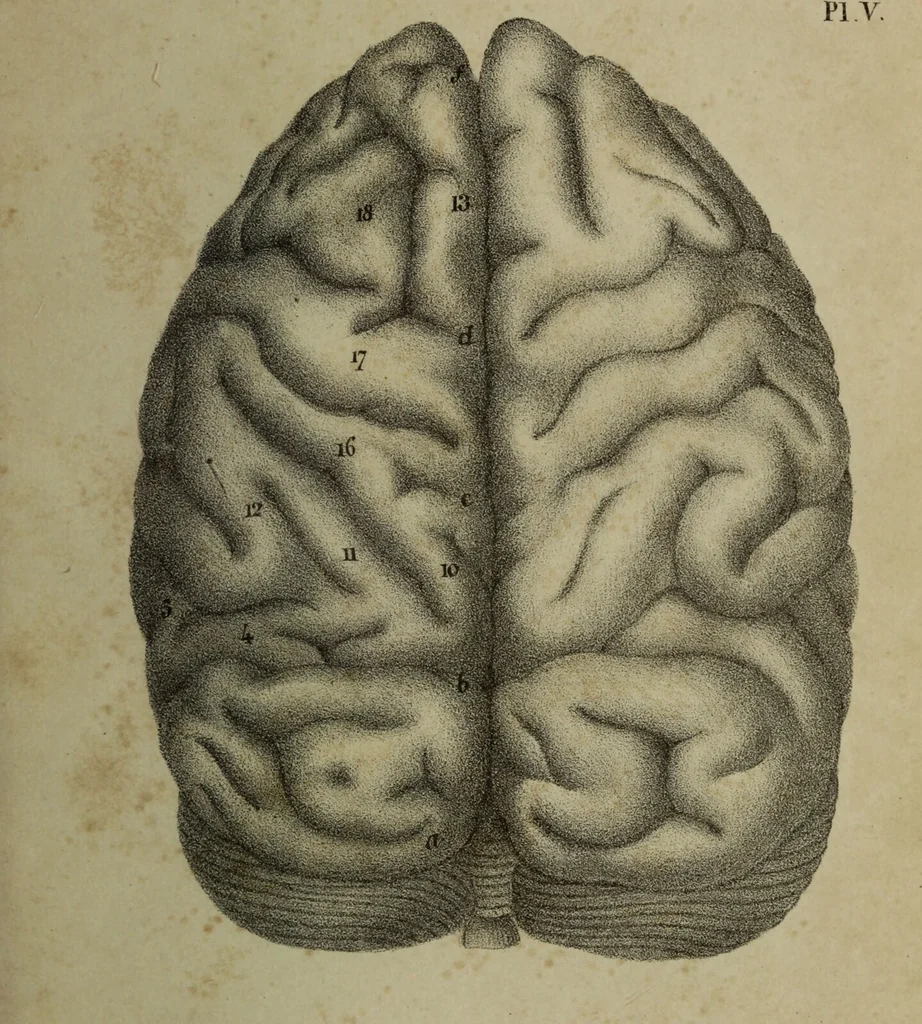 An illustration from Appendix to The anatomy of the brain : containing a paper read before the Royal Society on the 14th of May, 1829, and some remarks on Mr. Charles Bell's animadversions on phrenology / by G. Spurzheim., 1830, leaf 41