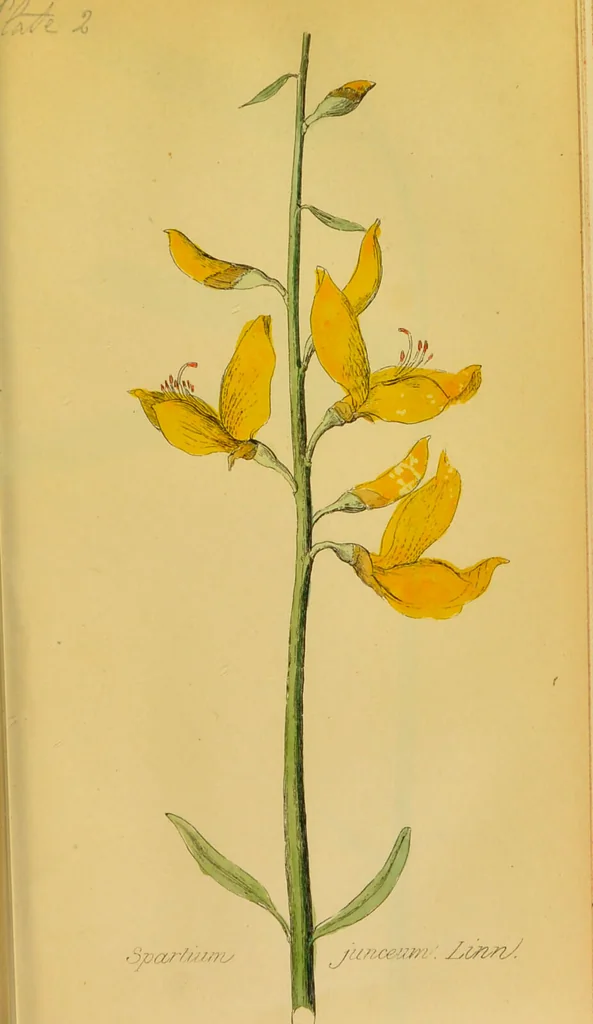 An illustration from Observations on the action of the broom-seed in dropsical affections / by Richard Pearson., 1835, leaf 73