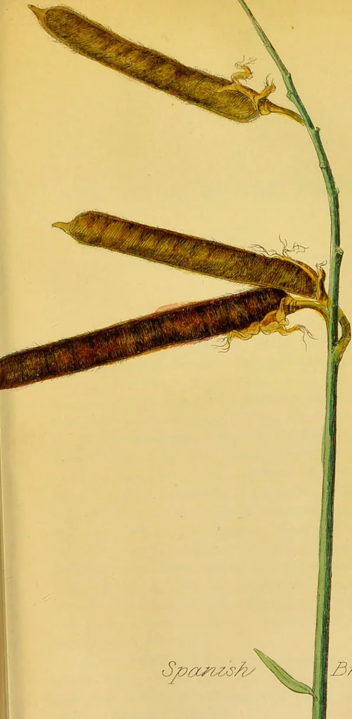 An illustration from Observations on the action of the broom-seed in dropsical affections / by Richard Pearson., 1835, leaf 75