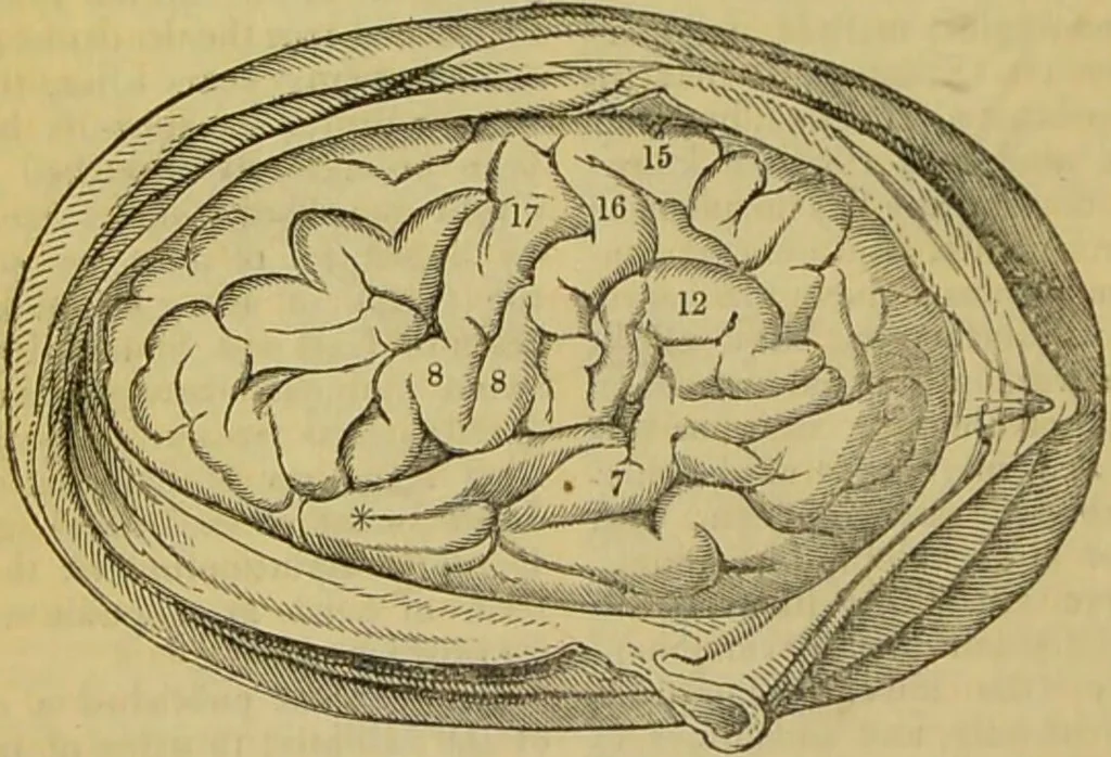 An illustration from Remarks on Dr. Elliotson's strictures on Spurzheim / by Henry Haley Holm., 1838, leaf 6