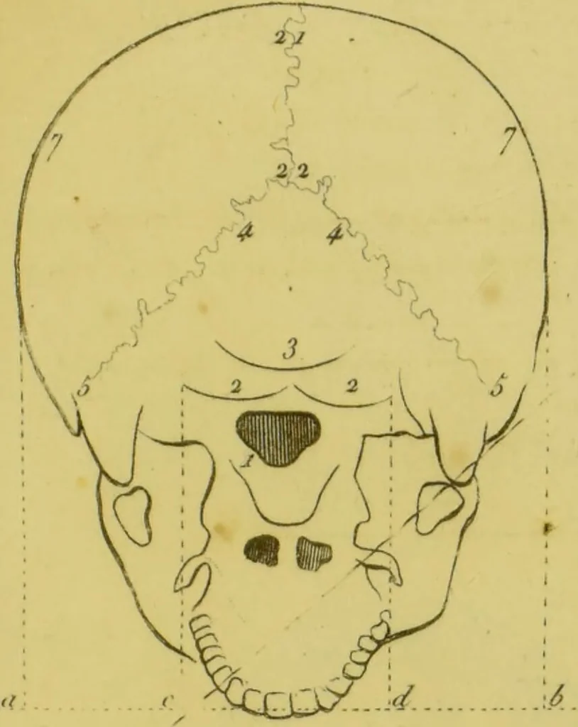 An illustration from Lettre de Charles Villers à Georges Cuvier, de l'Institut national de France, sur une nouvelle théorie du cerveau, par le docteur Gall : ce viscère étant considéré comme l'organe immédiat des facultés morales., 1802, leaf 85