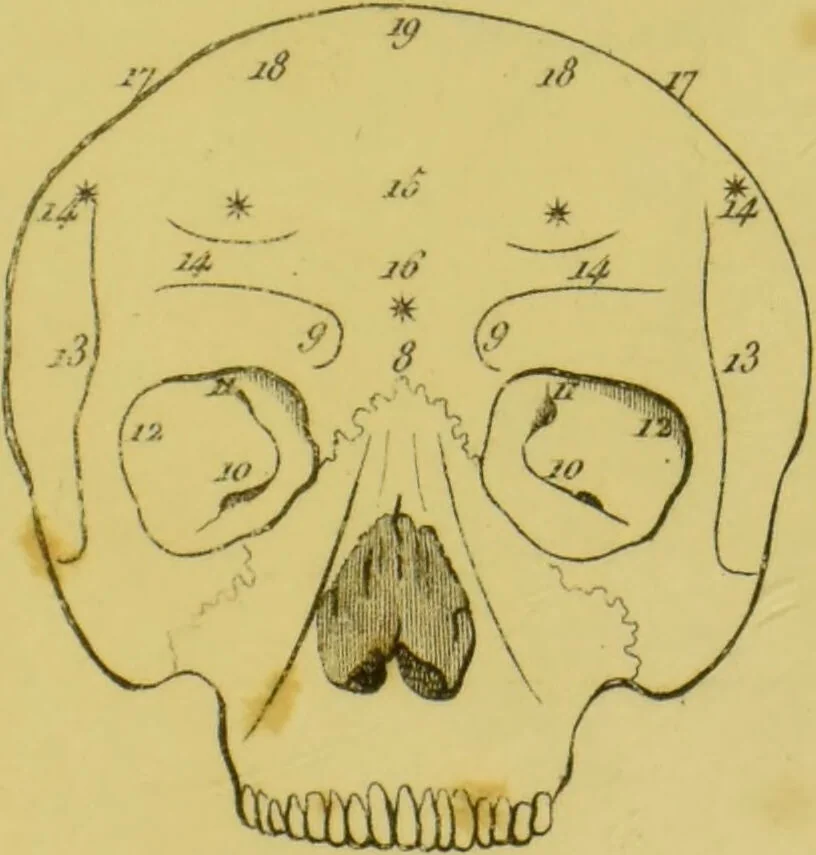 An illustration from Lettre de Charles Villers à Georges Cuvier, de l'Institut national de France, sur une nouvelle théorie du cerveau, par le docteur Gall : ce viscère étant considéré comme l'organe immédiat des facultés morales., 1802, leaf 85