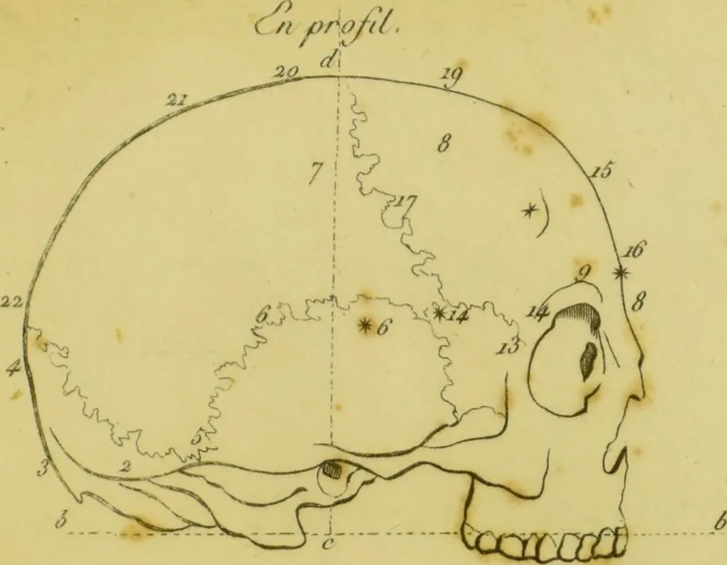 An illustration from Lettre de Charles Villers à Georges Cuvier, de l'Institut national de France, sur une nouvelle théorie du cerveau, par le docteur Gall : ce viscère étant considéré comme l'organe immédiat des facultés morales., 1802, leaf 87