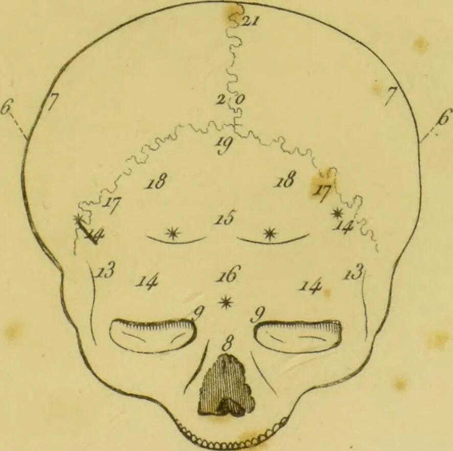 An illustration from Lettre de Charles Villers à Georges Cuvier, de l'Institut national de France, sur une nouvelle théorie du cerveau, par le docteur Gall : ce viscère étant considéré comme l'organe immédiat des facultés morales., 1802, leaf 87