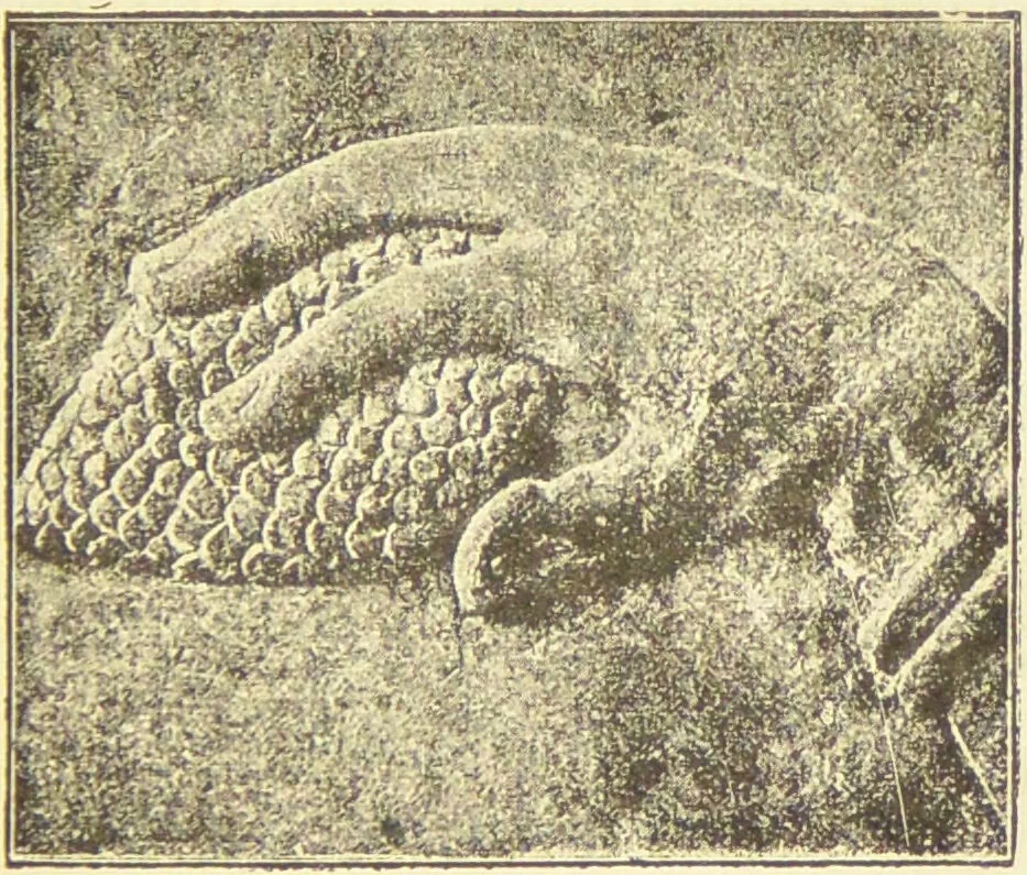 An illustration from La migration des symboles / [Eugène Félicien Albert Goblet d'Alviella]., 1891, leaf 193