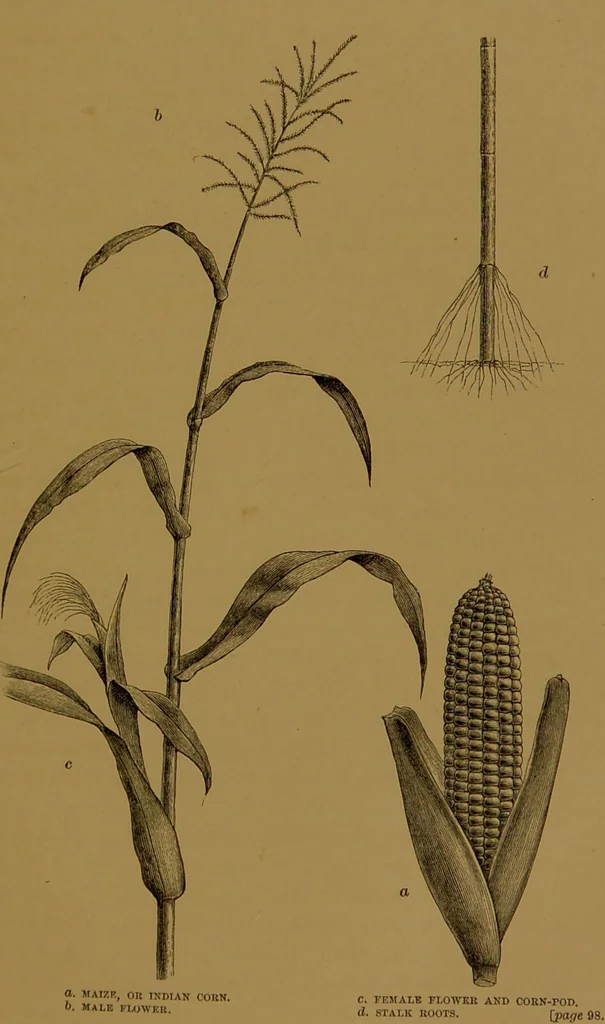 An illustration from Mexico to-day : a country with a great future, and a glance at the prehistoric remains and antiquities of the Montezumas / by Thomas Unett Brocklehurst ; with coloured plates and illustrations from sketches by the author., 1883, leaf 147
