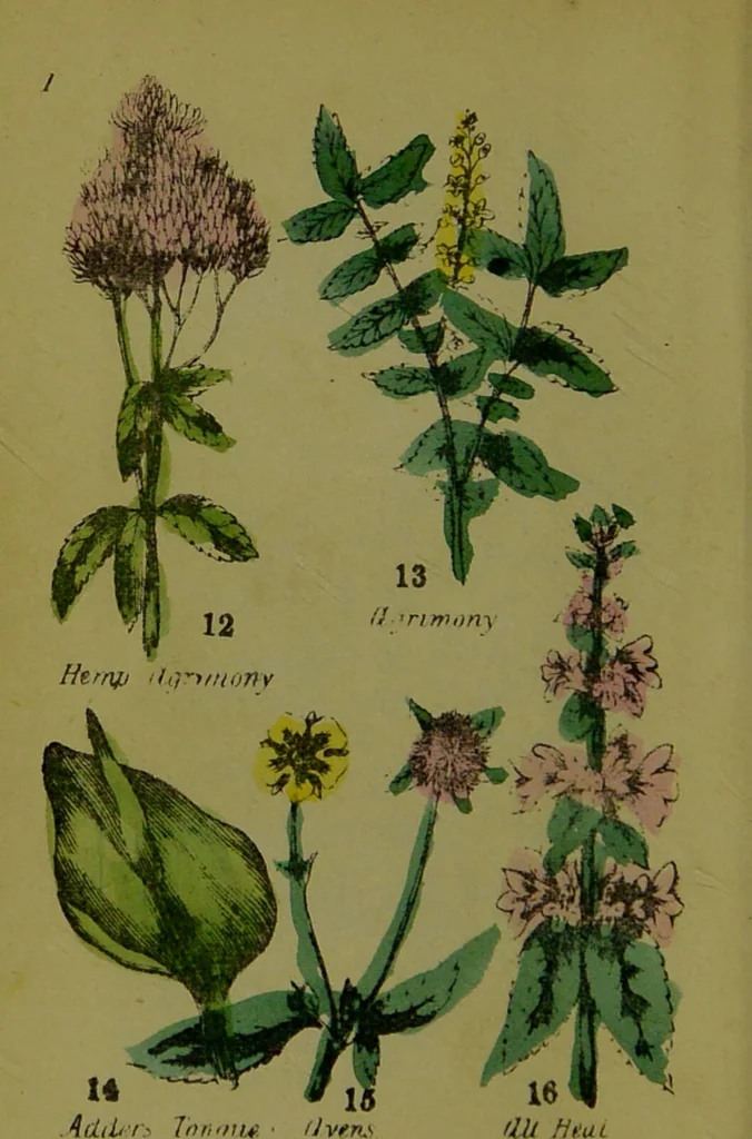 An illustration from Y llysieulyfr teuluaidd : yn dangos rhinwedd meddygol llysian, etc. ... / gan yr enwog Nicholas Culpepper, a Dr. Parkins ; a'i gyfieithu i'r Gymraeg gan David Thomas Jones, Llanllyfni., 1862, leaf 10
