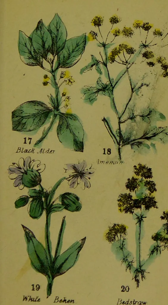 An illustration from Y llysieulyfr teuluaidd : yn dangos rhinwedd meddygol llysian, etc. ... / gan yr enwog Nicholas Culpepper, a Dr. Parkins ; a'i gyfieithu i'r Gymraeg gan David Thomas Jones, Llanllyfni., 1862, leaf 11