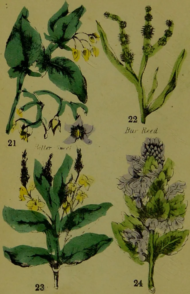 An illustration from Y llysieulyfr teuluaidd : yn dangos rhinwedd meddygol llysian, etc. ... / gan yr enwog Nicholas Culpepper, a Dr. Parkins ; a'i gyfieithu i'r Gymraeg gan David Thomas Jones, Llanllyfni., 1862, leaf 14