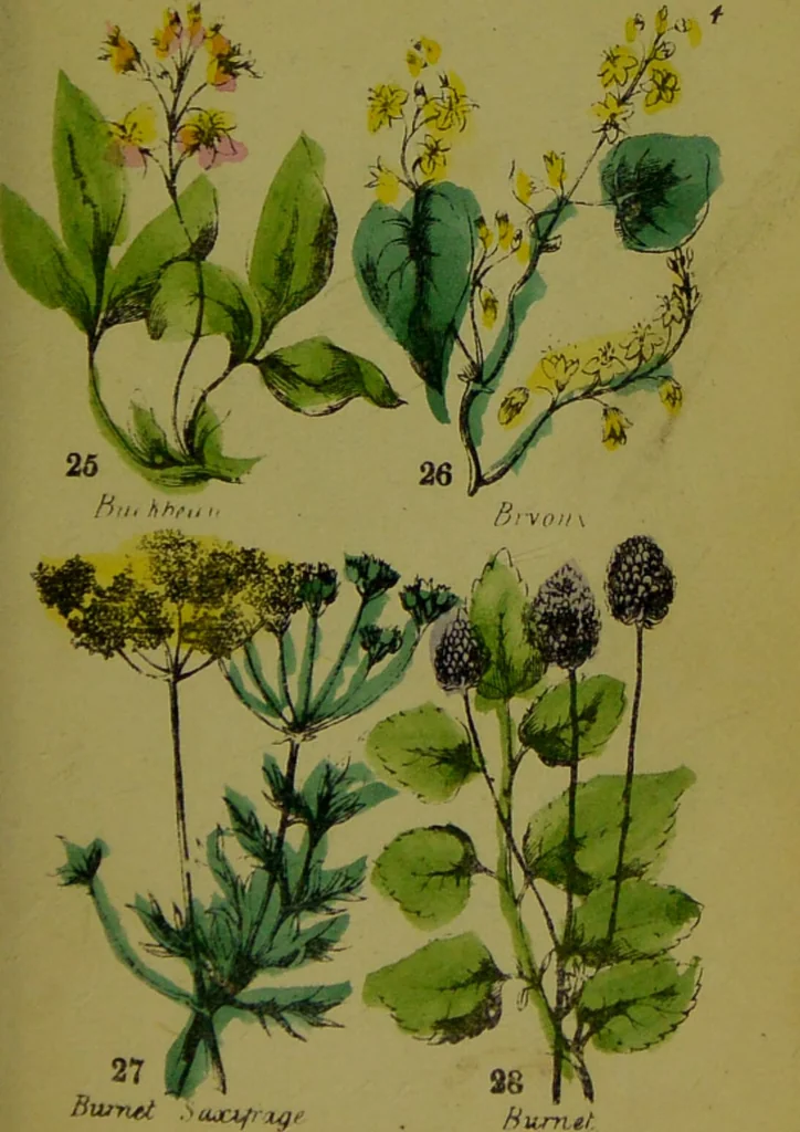An illustration from Y llysieulyfr teuluaidd : yn dangos rhinwedd meddygol llysian, etc. ... / gan yr enwog Nicholas Culpepper, a Dr. Parkins ; a'i gyfieithu i'r Gymraeg gan David Thomas Jones, Llanllyfni., 1862, leaf 15
