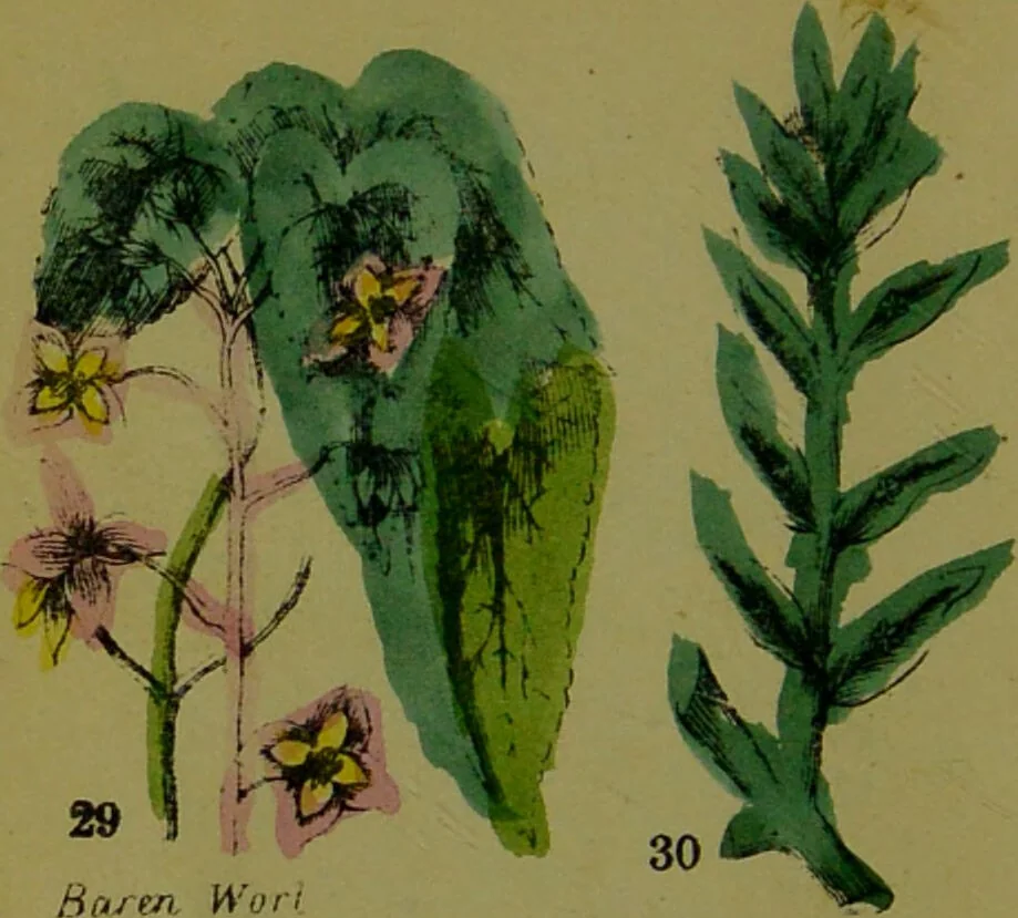 An illustration from Y llysieulyfr teuluaidd : yn dangos rhinwedd meddygol llysian, etc. ... / gan yr enwog Nicholas Culpepper, a Dr. Parkins ; a'i gyfieithu i'r Gymraeg gan David Thomas Jones, Llanllyfni., 1862, leaf 18