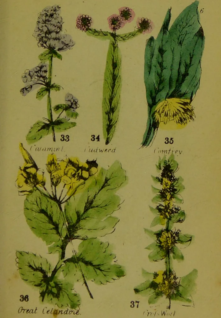 An illustration from Y llysieulyfr teuluaidd : yn dangos rhinwedd meddygol llysian, etc. ... / gan yr enwog Nicholas Culpepper, a Dr. Parkins ; a'i gyfieithu i'r Gymraeg gan David Thomas Jones, Llanllyfni., 1862, leaf 19