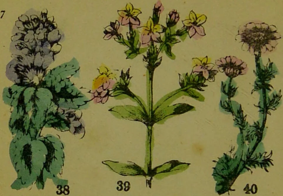 An illustration from Y llysieulyfr teuluaidd : yn dangos rhinwedd meddygol llysian, etc. ... / gan yr enwog Nicholas Culpepper, a Dr. Parkins ; a'i gyfieithu i'r Gymraeg gan David Thomas Jones, Llanllyfni., 1862, leaf 22