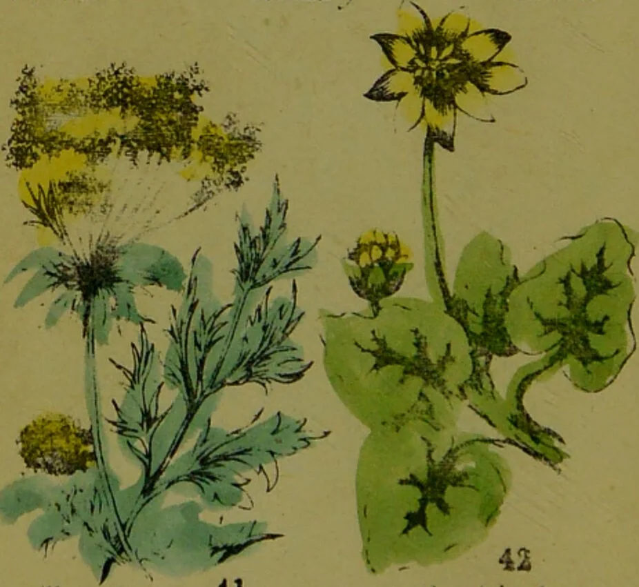 An illustration from Y llysieulyfr teuluaidd : yn dangos rhinwedd meddygol llysian, etc. ... / gan yr enwog Nicholas Culpepper, a Dr. Parkins ; a'i gyfieithu i'r Gymraeg gan David Thomas Jones, Llanllyfni., 1862, leaf 22