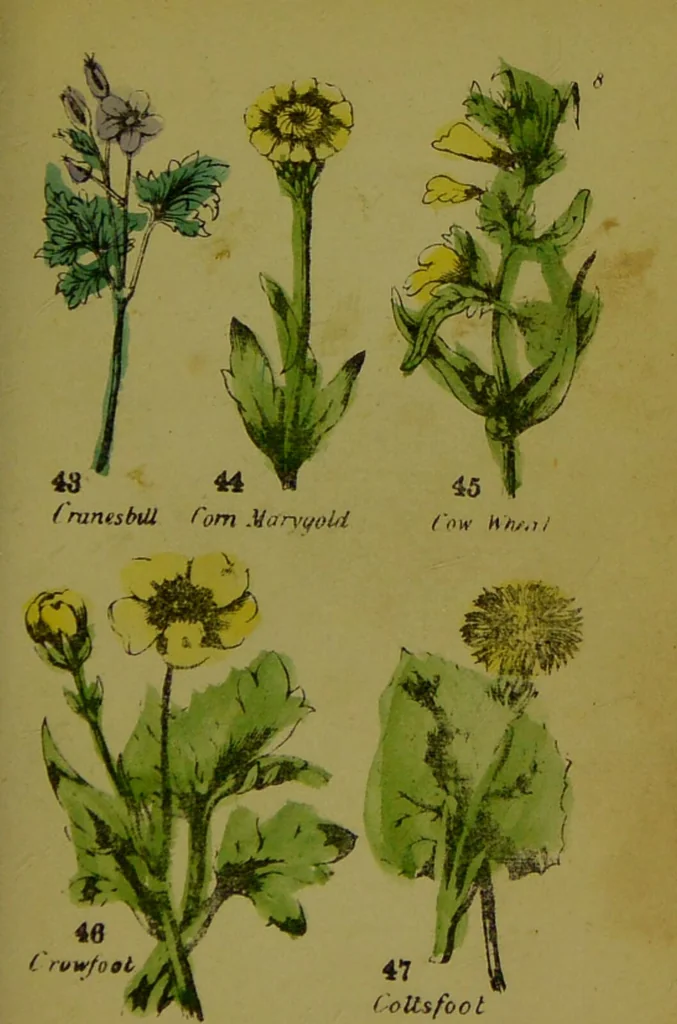 An illustration from Y llysieulyfr teuluaidd : yn dangos rhinwedd meddygol llysian, etc. ... / gan yr enwog Nicholas Culpepper, a Dr. Parkins ; a'i gyfieithu i'r Gymraeg gan David Thomas Jones, Llanllyfni., 1862, leaf 23