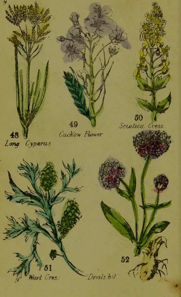 An illustration from Y llysieulyfr teuluaidd : yn dangos rhinwedd meddygol llysian, etc. ... / gan yr enwog Nicholas Culpepper, a Dr. Parkins ; a'i gyfieithu i'r Gymraeg gan David Thomas Jones, Llanllyfni., 1862, leaf 26